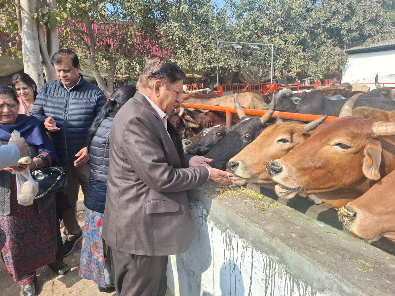 Cow Shelters