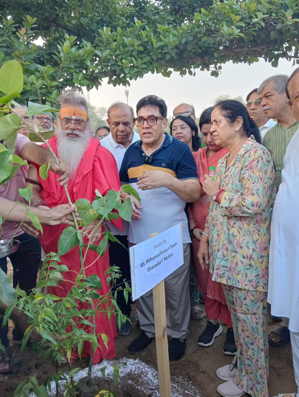 Tree Plantation