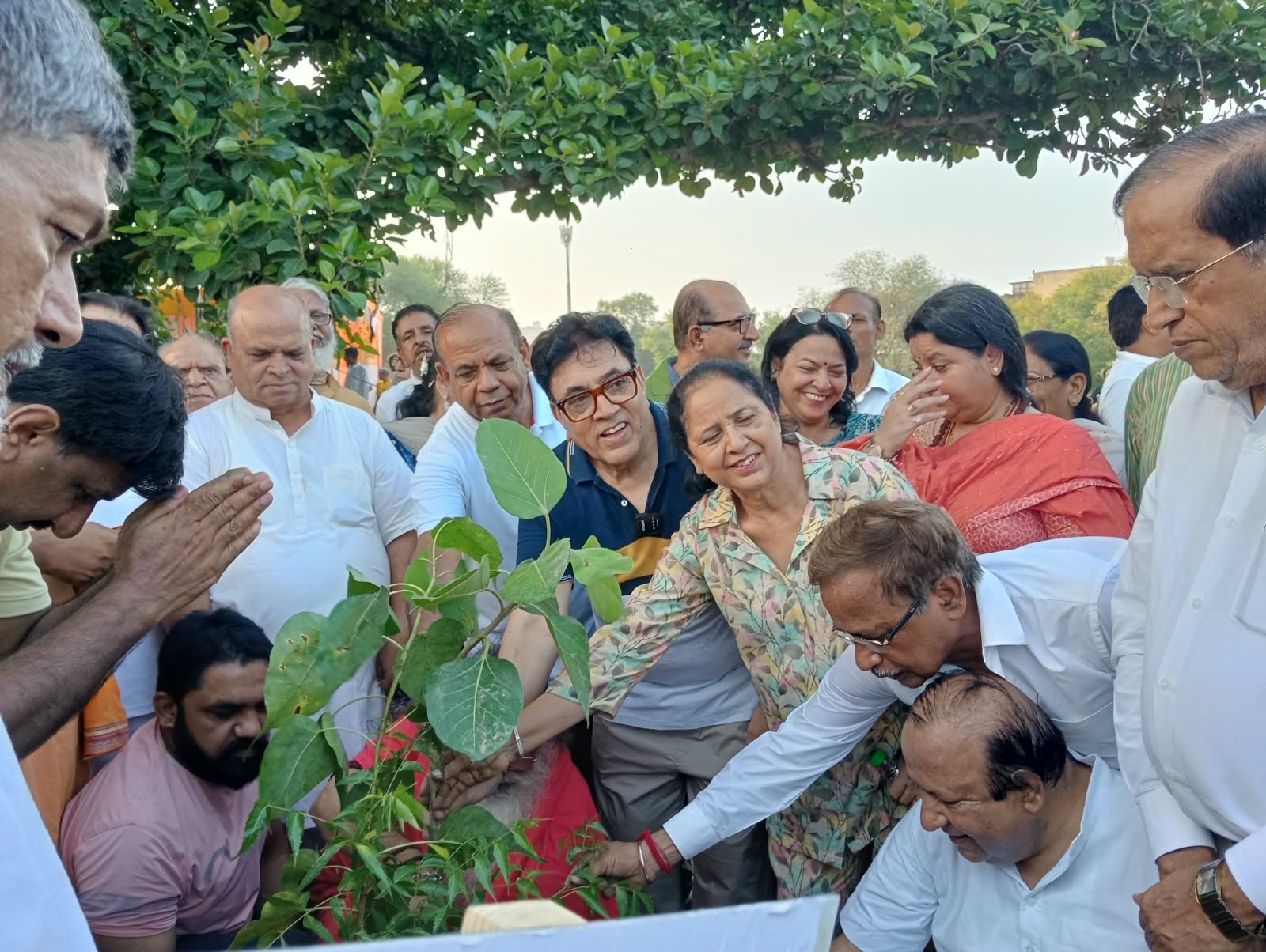 Tree Plantation
